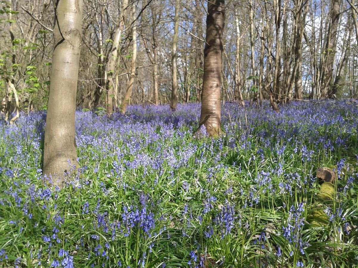 Trosley Park Blue Bells