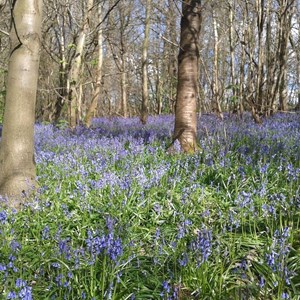 Trosley Park Blue Bells